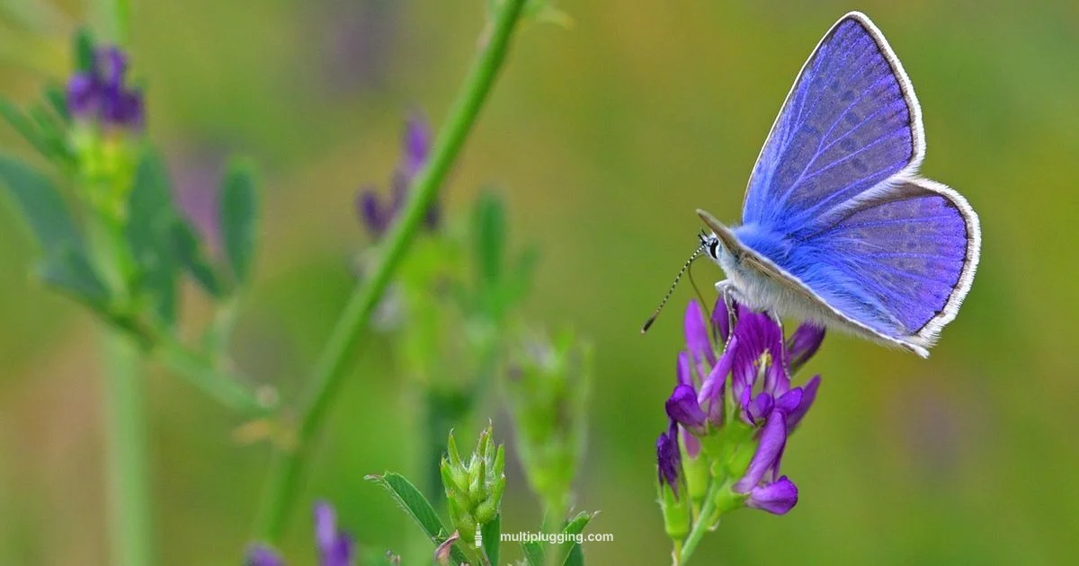 Champion RDJ7J Guide - MultiPlugging