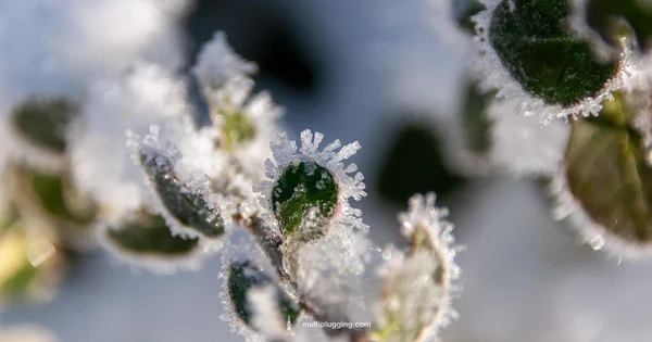 Spark Plug Guide - MultiPlugging